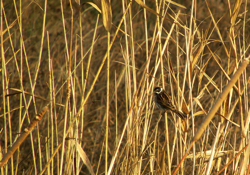 Migliarino di palude maschio